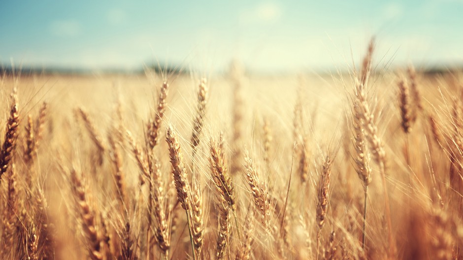 Cropped 940x528 of close of wheat field